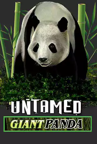 Untamed Giant Panda