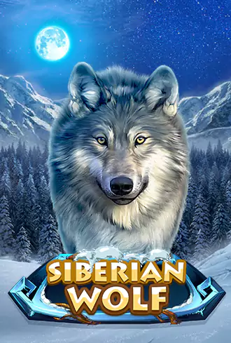 Siberian Wolf